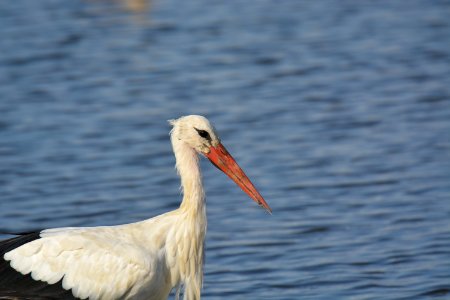 Cigogne blanche (Ciconia ciconia)