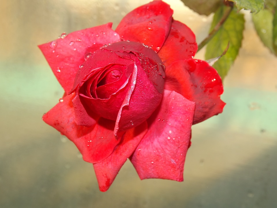 Flower petals drops