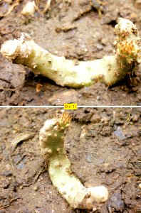 Crecimiento de cladodio de Opuntia boldinghii 1