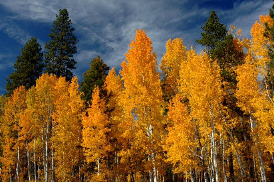 FALL COLOR ON THE FREMONT-FREMONT WINEMA