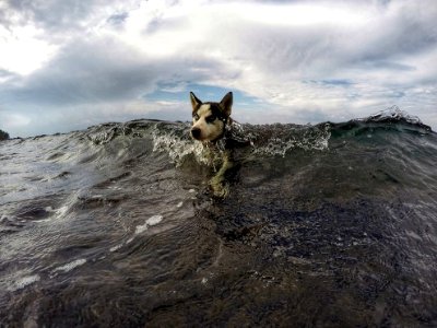 animals-2