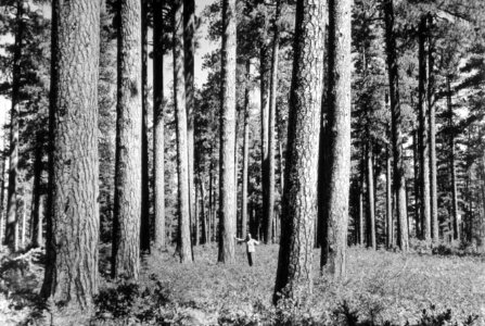 445 Old growth stand Ponderosa pine 1930's