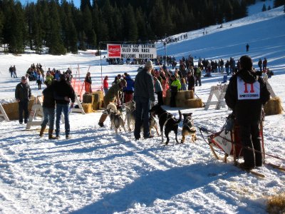 Eagle Cap Extreme Dog Sled Race, Wallowa-Whitman National Forest