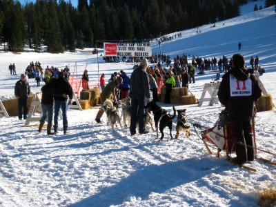 Eagle Cap Extreme Dog Sled Race, Wallowa-Whitman National Forest photo