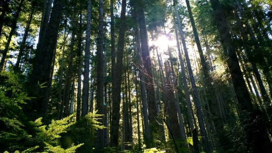 Jimmy Come Lately watershed,  scientists are  planning areas for restoration, Oct 2017, Olympic National Forest