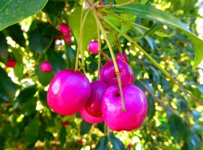 Autumn fruit