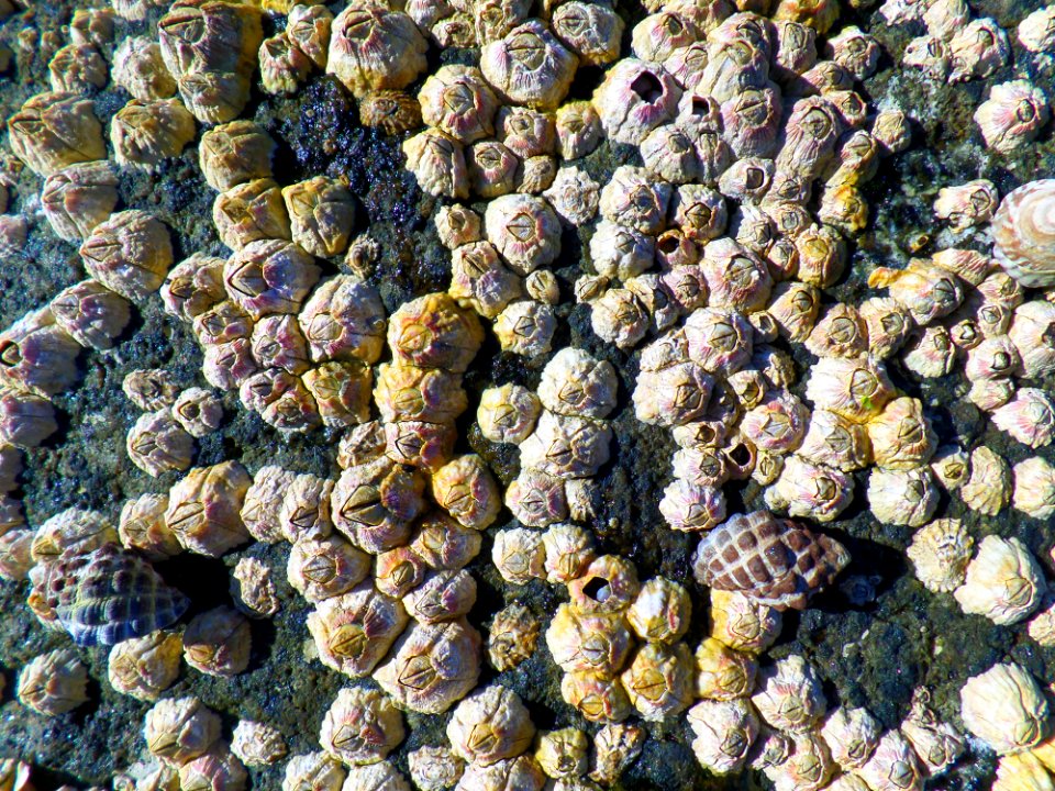 Barnacles on the rocks photo