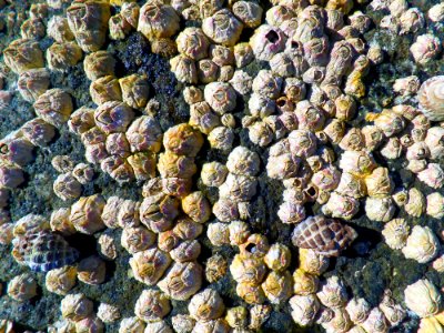 Barnacles on the rocks