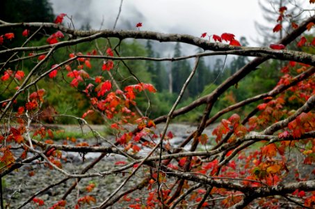 First start of fall colors on the West Fork of the Humptulips Trail, by Kimberly Roper