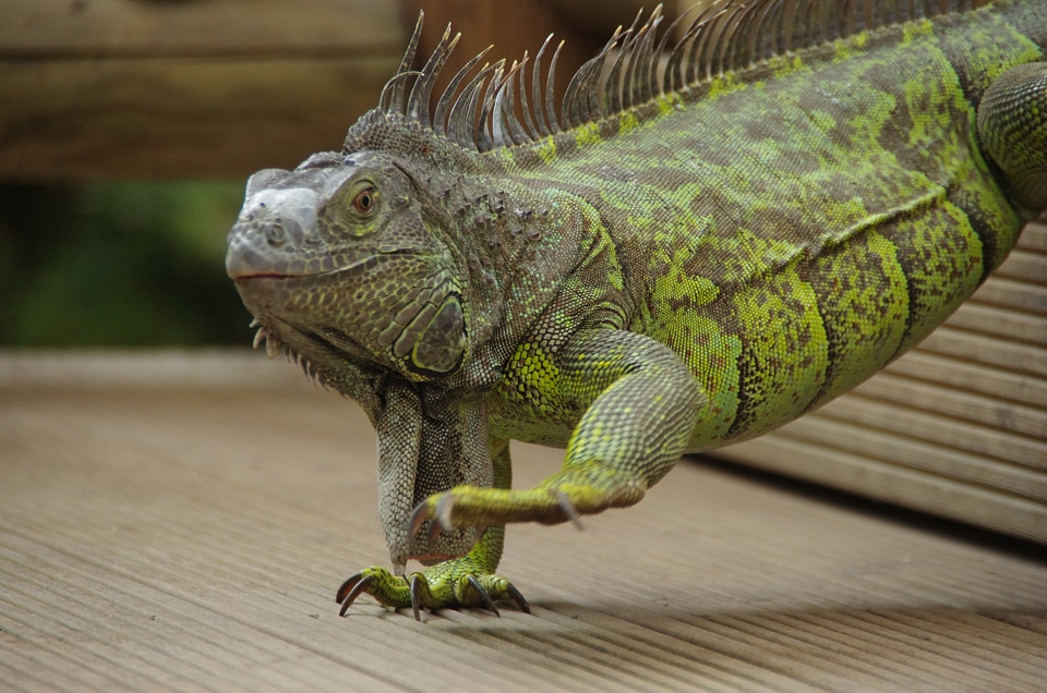 Mariposario de benalmadena animal reptile