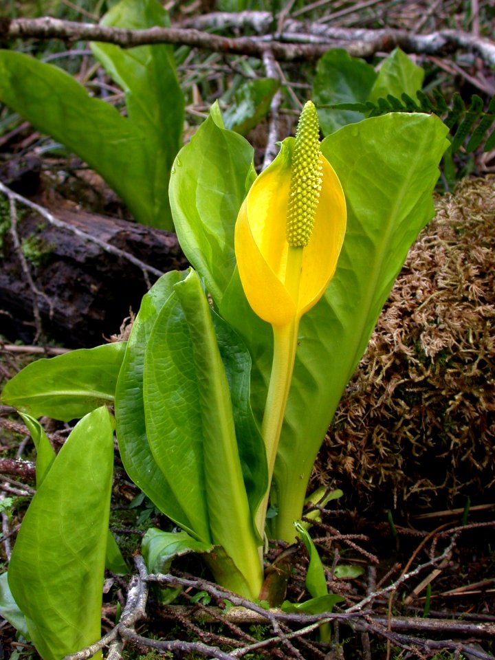 Skunk Cabbage in Bloom-Olympic