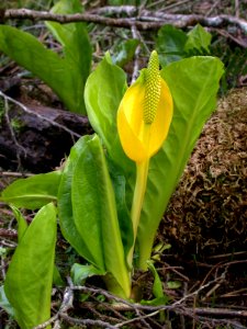 Skunk Cabbage in Bloom-Olympic photo