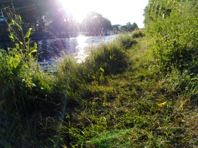 Gras