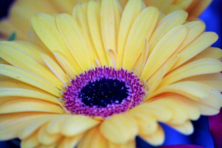 Gerbera Gold