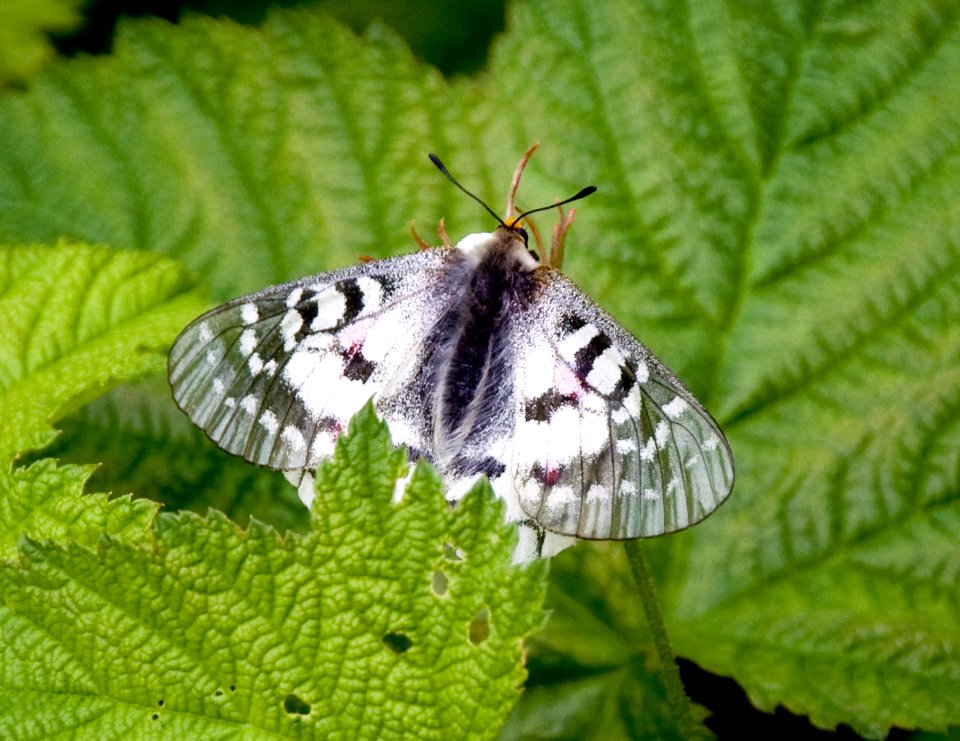 Mallow Scrub Hairstreak Butterfly on Leaf,  Mt Baker Snoqualmie National Forest