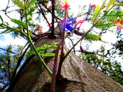 Rainbow tree photo