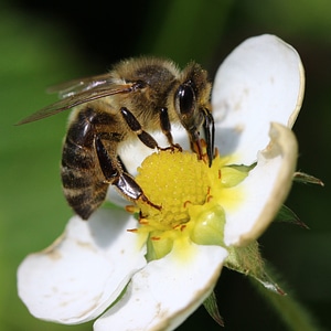 Macro pollen nature photo