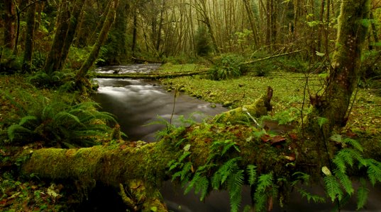Stream in the Rock Creek Wilderness, Siuslaw National Forest