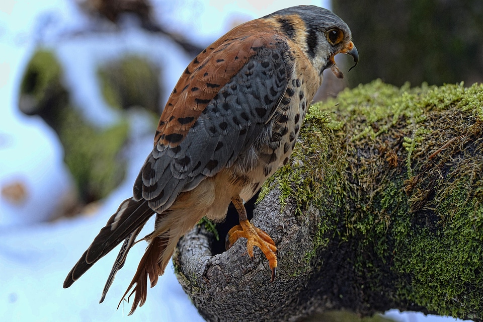 Raptor hunting nocturnal