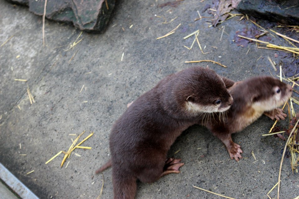 Oriental small-clawed otter