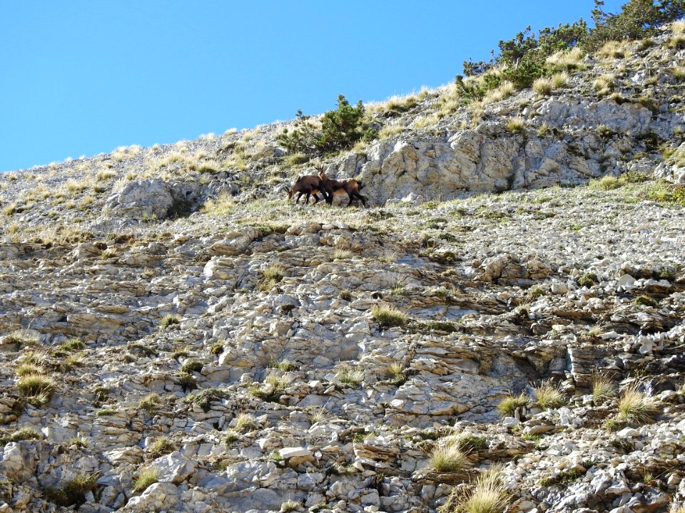 Chamois   Fontaine de Fonfiole