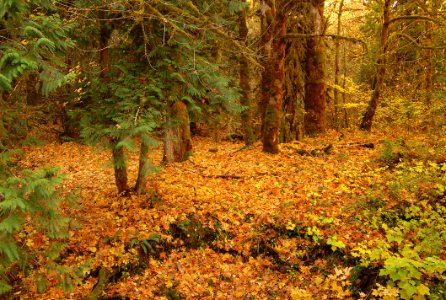 FALL COLOR IN WIND RIVER 2-GIFFORD PINCHOT photo