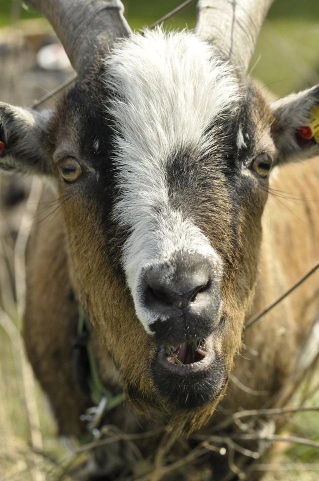 Horns nature mammals