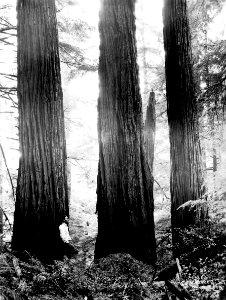 Giant Cedar Trees - Prentiss Photo