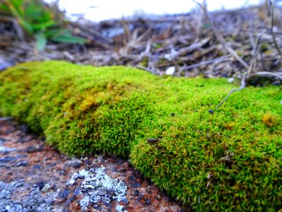 Mossy carpet photo