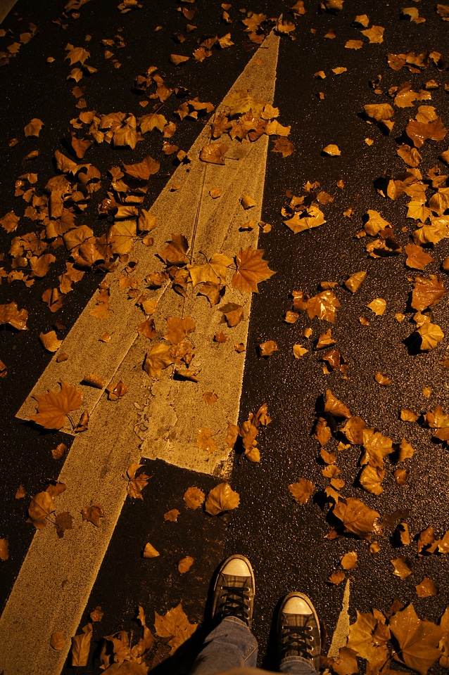 Road night leaf
