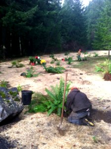 DYS Crew Planting Ferns at McCredie Day Use Area, Willamette National Forest