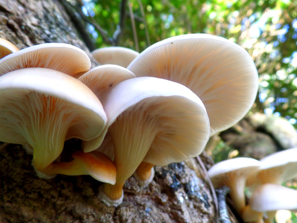 A Congregation of Fungi