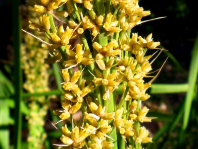 Pretty spikey