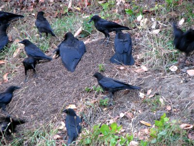 201907 Olympic Crows "anting" by Betsy Howell.