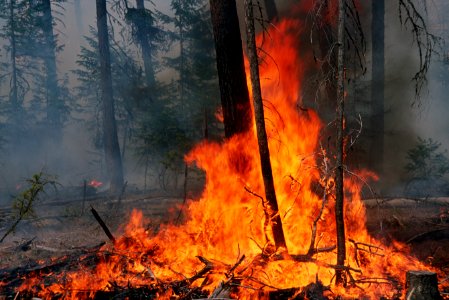 484 Prescribed fire burn, Colville National Forest