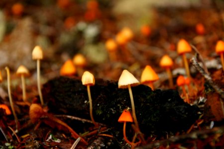 Mushrooms in Autumn by Fish Lake, Willamette National Forest