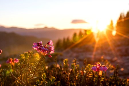 Backlit Wildflowers, Mt Baker Snoqualmie National Forest