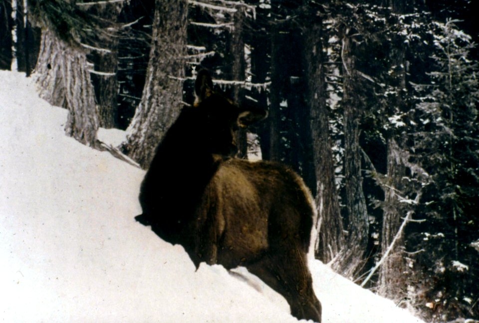 Olympic NF - Elk in Snow Along Elwha River, WA