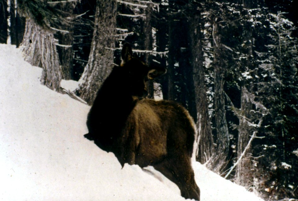 Olympic NF - Elk in Snow Along Elwha River, WA photo