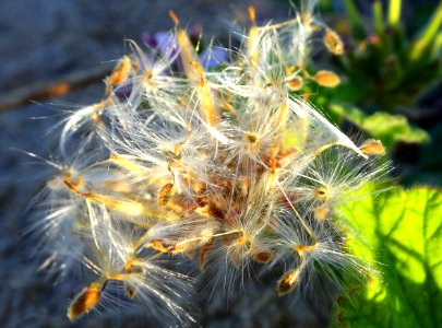 Ready to fly photo