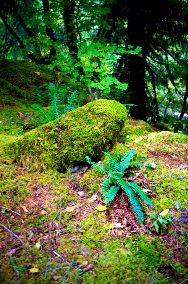 Fern, Moss, Lichen and Vine Maple Detail-Mt Hood