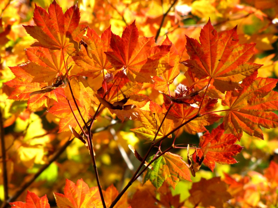 Vine Maple in Sunlight, Willamette National Forest