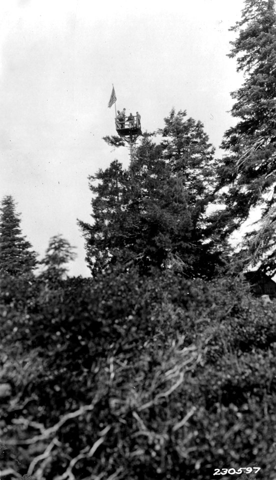 230597 LO Tree Butler Butte, Umpqua NF, OR July 1928
