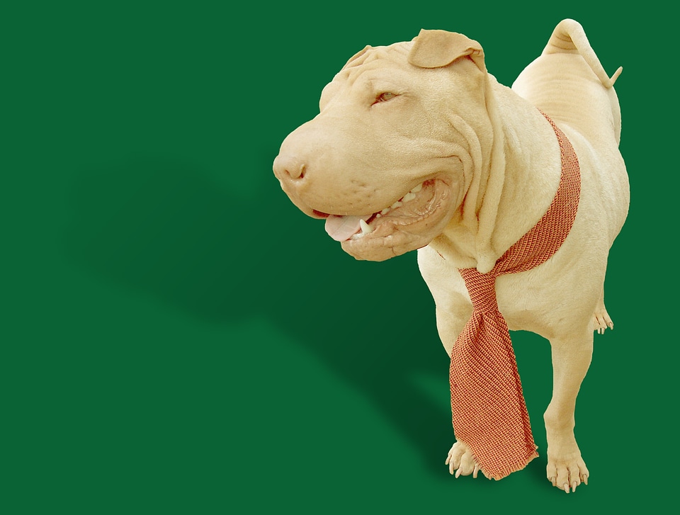 Dog cute wrinkles