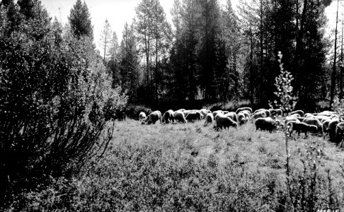 411515 Sheep on Kelsay Valley Allotment, Umpqua NF, OR 1941