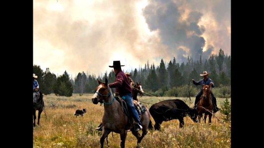 Moving cattle out of fire area, Watson Creek Fire
