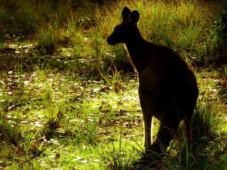 Kangaroo's evening meal