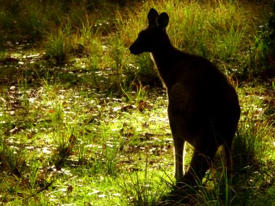 Kangaroo's evening meal