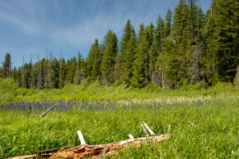 Willow Prairie Wildflowers, Rogue River Siskiyou National Forest