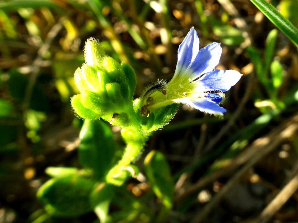 Tiny treasure photo